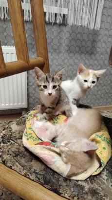 Отдам котёнка в любящую семью