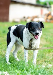 Красавчик Джек в поисках дома