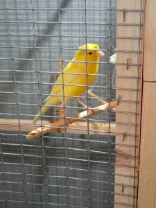 Кенар хохлатый