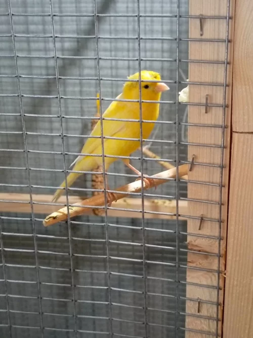 Кенар хохлатый