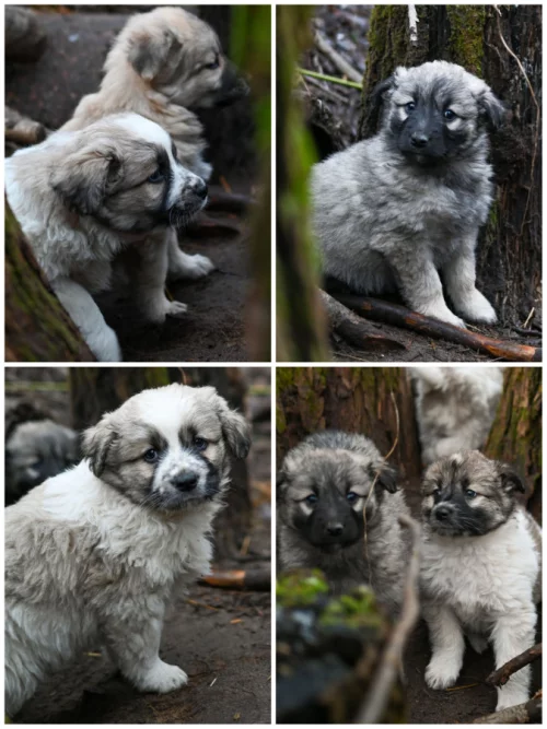 Милые щенки в поисках дома