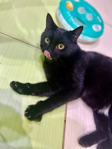 Очень ласковый котик ищет дом