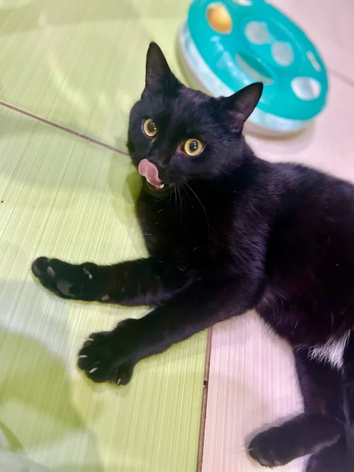 Очень ласковый котик ищет дом