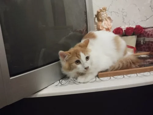 Котик подросток