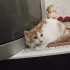 Котик подросток