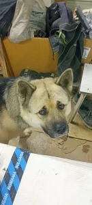 Потерялся пёс