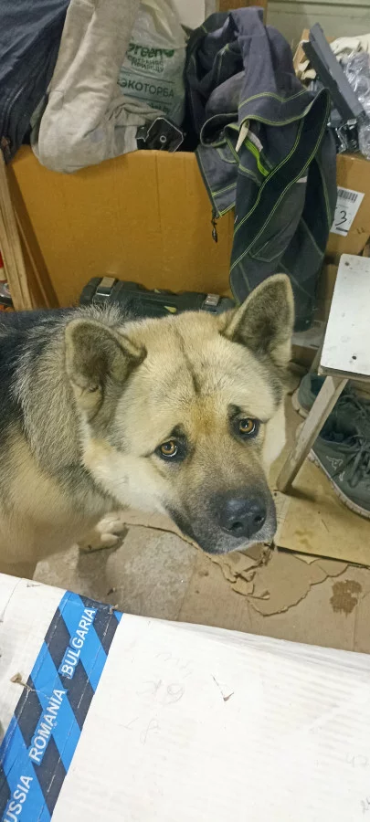 Потерялся пёс