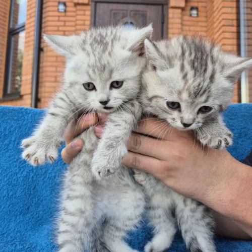 Шотландские серебристые котята