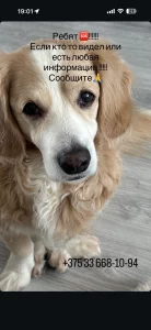 Пропала собака
