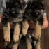 Немецкая овчарка