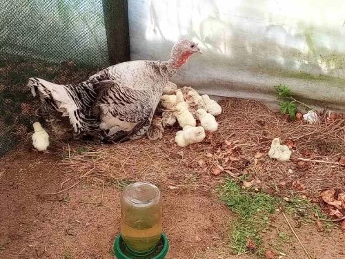 Индюшата, цыплята