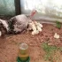 Индюшата, цыплята