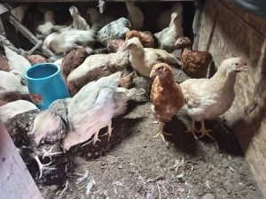 Домашние курочки-несушки 2, 5-3 месяца