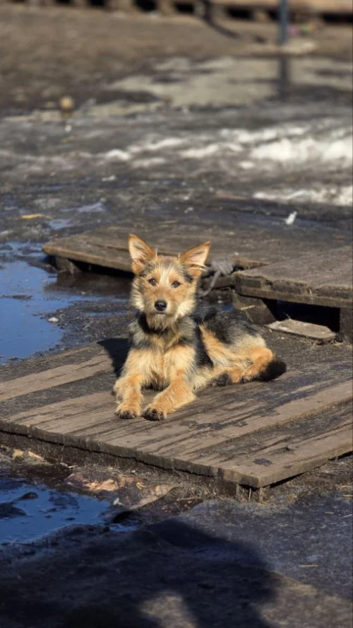 Маргоша ищет дом