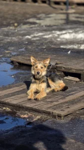 Маргоша ищет дом