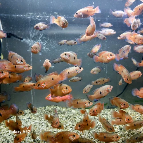 Хромис-красавец