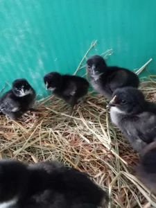 Цыплята