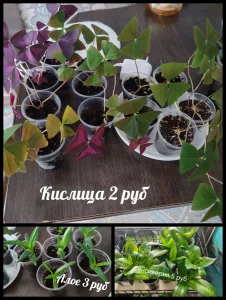 Сансиверия, алое, кислица