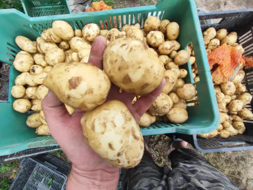 Картофель