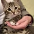 В поисках дома милый котик