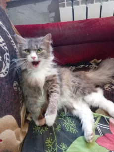 Потерялась кошка.