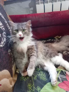 Потерялась кошка.