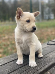 Метис ягдтерьера с доставкой