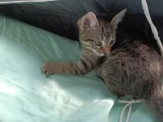 Отдам котика 2 месяца