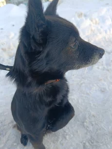 Найдена маленькая собачка