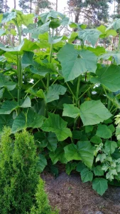 Павловния войлочная