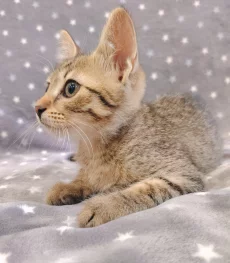 Котёнок девочка
