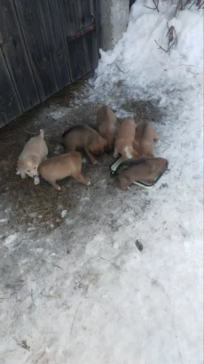 Обаятельные щенки