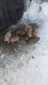 Обаятельные щенки