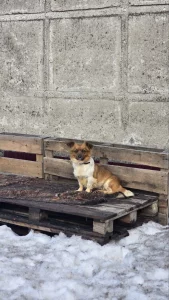 Милашка Хлоя