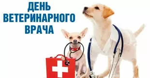 В День ветеринара — о том, что каждый хозяин кошки и собаки должен сделать этой весной, но откладывает