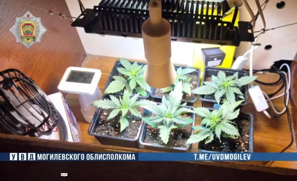 Бобруйские оперативники задержали 30-летнего «агронома» за выращивание конопли в дачной теплице