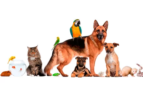 Все лучшее для вашего питомца