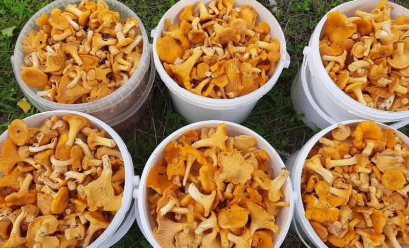Сколько можно заработать на сдаче в Белкоопсоюз продукции и сырья?