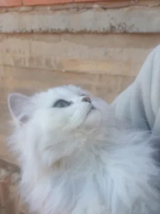 Пропала белая шотланская кошка. Вознаграждение за возврат