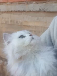 Пропала белая шотланская кошка. Вознаграждение за возврат
