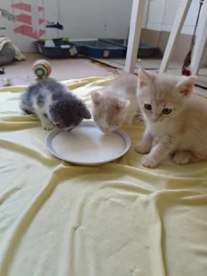Красивые Котята