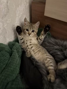 Ласковый мальчик ищет дом