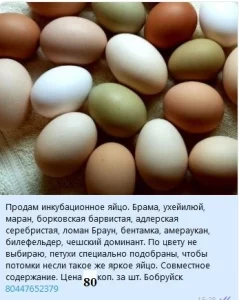Инкубационное яйцо 1 руб