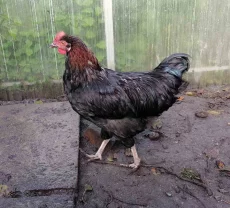 Петушки 6 мес