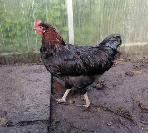 Петушки 6 мес