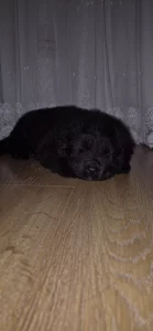 Чистокровный щенок немецкой овчарки