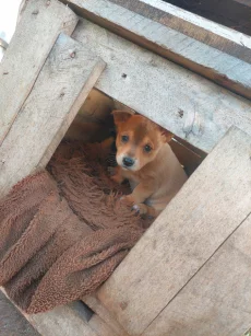 Роздаем бесплатно