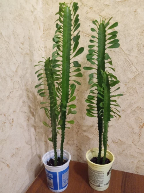 Молочай трехгранный