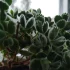 Суккуленты. Котиледон (медвежьи лапки)