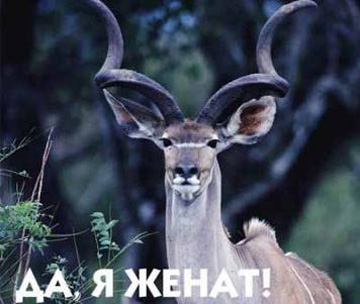 Рога